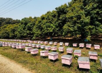 बागवानीको लिची २८ लाख रुपैयाँमा ठेक्का