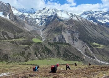 छेकम्पारका बासिन्दा यार्सागुम्बा सङ्कलन गर्न छेके र बाजु लेकतिर