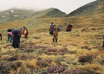 मुस्ताङका उच्चलेकमा यार्सागुम्बा सङ्कलन सुरू