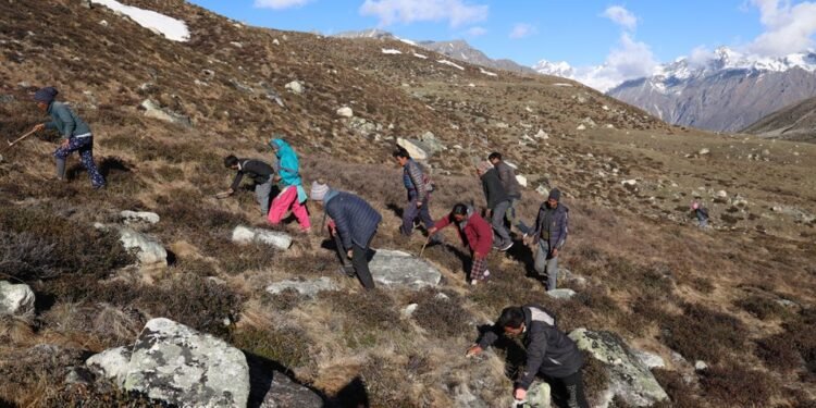यार्सा सङ्कलनका लागि मुगुका बासिन्दा पाटनतिर