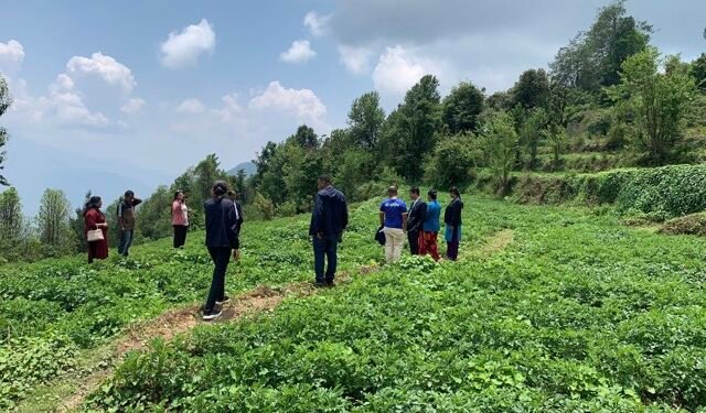 प्रधानमन्त्री रोजगार कार्यक्रमः बाँझो बारीमा आलुखेती