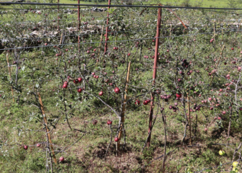 जुम्लामा असिनापानीले स्याउका बिरुवामा व्यापक क्षति, किसान चिन्तित