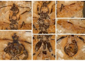 बैज्ञानिकहरूले फेला पारे डाइनोसर युगको ११३ मिलियन बर्ष पुरानो कमिला