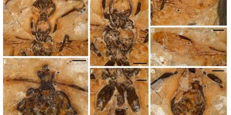 बैज्ञानिकहरूले फेला पारे डाइनोसर युगको ११३ मिलियन बर्ष पुरानो कमिला