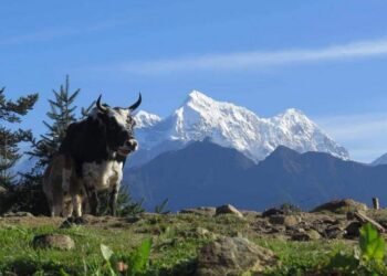 लोप हुने क्रममा चौरीपालन पेशा