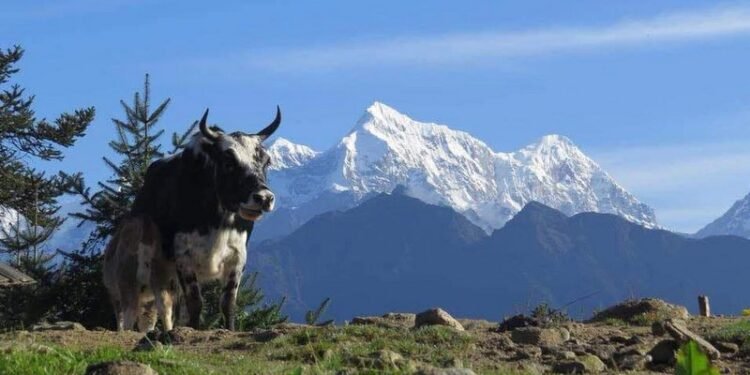 लोप हुने क्रममा चौरीपालन पेशा