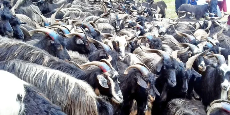 नयाँ पुस्ताले चासो नदिँदा भेडापालन सङ्कटमा