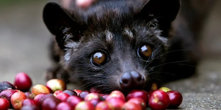 पशुको दिसाबाट विश्वको सबैभन्दा महंगो कफी !