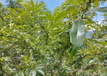 खोल्साको टिम्मुरबाट आम्दानी