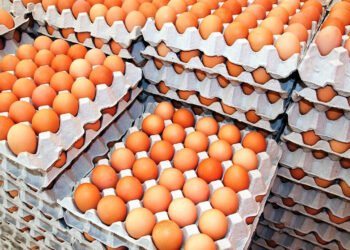 अण्डाको मूल्य बढेपछि किसानलाई राहत