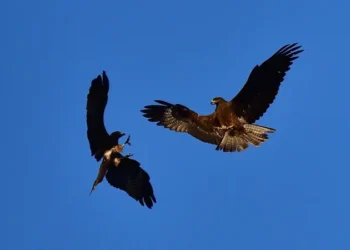 जनावरले पनि एक अर्कालाई उपहार दिन्छन्