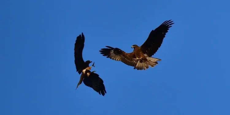 जनावरले पनि एक अर्कालाई उपहार दिन्छन्