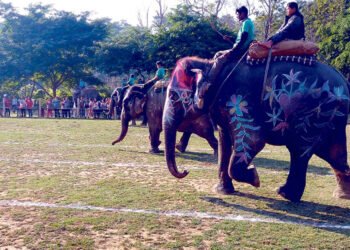 हात्ती सफारी व्यवस्थित गर्न माहुतेलाई प्रशिक्षण