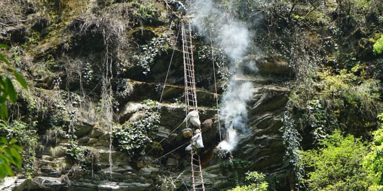 सुरु भयो स्वाँतका भिरमा यसयामको ‘हनिहन्टिङ’
