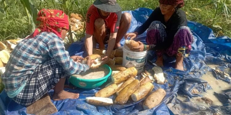 काँक्रोको बीउबाट मनग्य आम्दानी