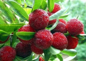 काफल खानुहोस्, रोगबाट बच्नुहोस् – आयुर्वेदले पनि मान्यो लाभदायक