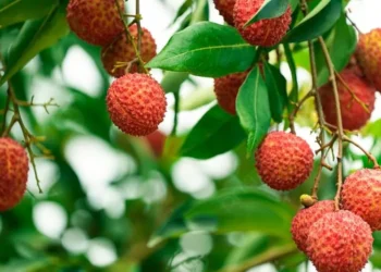 लिची धेरै खादा कस्ता समस्या निम्तिन सक्छ ?
