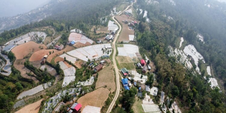 पौवादुङमाको ५०० हेक्टरमा अकबरे खुर्सानीखेती, किसानको आम्दानीमा वृद्धि