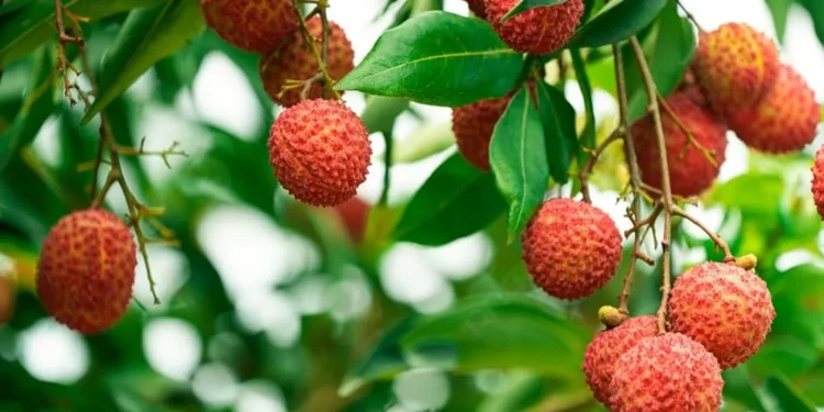 लिची धेरै खादा कस्ता समस्या निम्तिन सक्छ ?