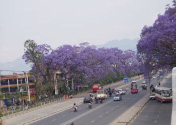 ललितपुर महानगरद्वारा जाकाराण्डा फूलको संरक्षण, शोभा बढ्दै