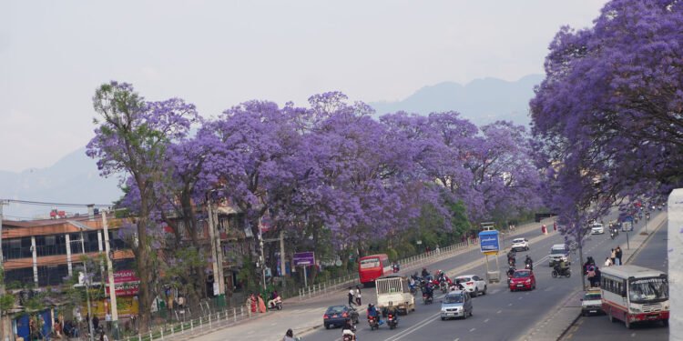 ललितपुर महानगरद्वारा जाकाराण्डा फूलको संरक्षण, शोभा बढ्दै