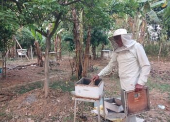 रामपुरमा बालीनालीमा छरेको विषादीले मौरी सखाप