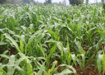 मकैमा फौजी किराको समस्या देखिएपछि किसान चिन्तित