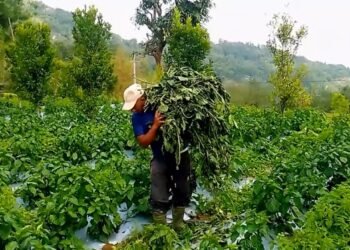 हुरीले अकबरे खुर्सानीमा क्षति पुर्‍याएपछि किसान चिन्तित