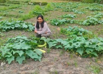 उपमेयर क्षेत्रीको लोभलाग्दो काँक्राखेती