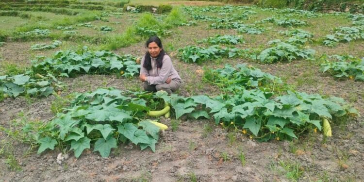 उपमेयर क्षेत्रीको लोभलाग्दो काँक्राखेती