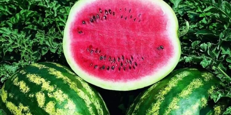 पोखरामा तरबुजा खेती फस्टाउँदो, चार महिनामै १५ लाख आम्दानी