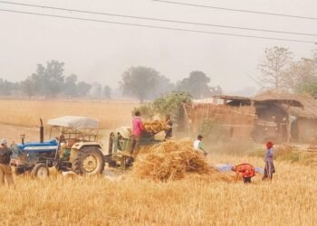 कैलालीमा गहुँ उत्पादन घट्यो