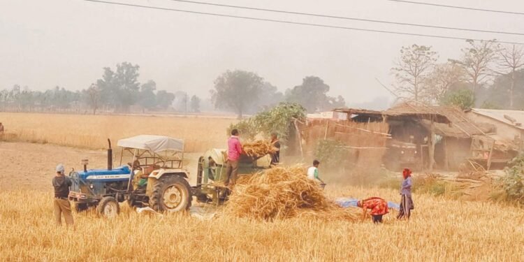 कैलालीमा गहुँ उत्पादन घट्यो