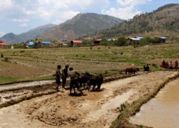 जुम्लामा विश्वकै उच्च स्थानमा फल्ने मार्सीधान रोपाइँ सुरु