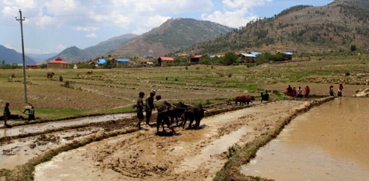 जुम्लामा विश्वकै उच्च स्थानमा फल्ने मार्सीधान रोपाइँ सुरु