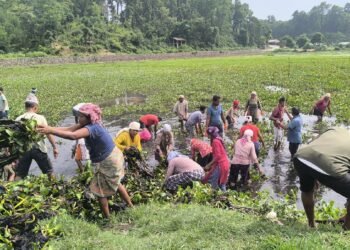 टरुवा ताल संरक्षणका लागि जलकुम्भी हटाइँदै