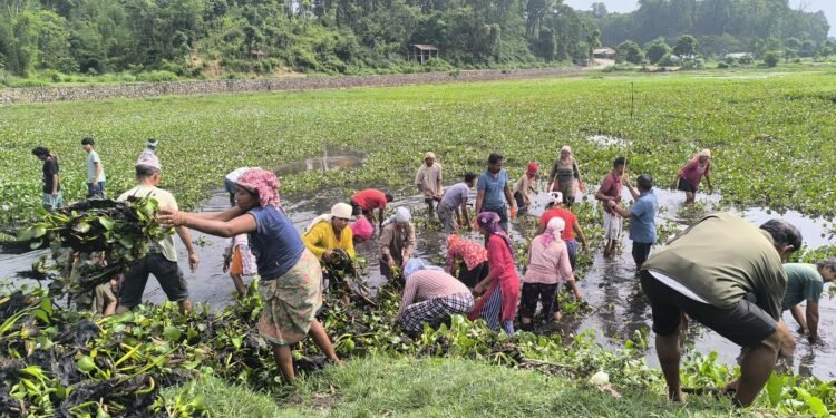 टरुवा ताल संरक्षणका लागि जलकुम्भी हटाइँदै
