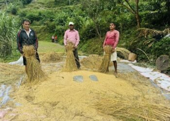 चैते धानको उत्पादन वृद्धि, बिक्री वितरणमा समस्या