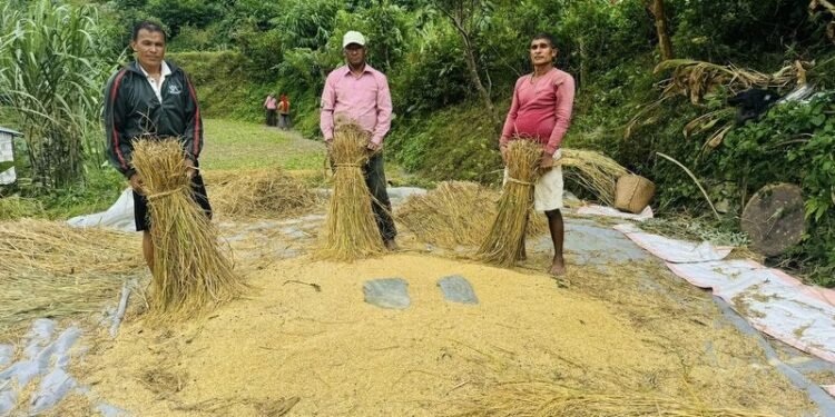 चैते धानको उत्पादन वृद्धि, बिक्री वितरणमा समस्या