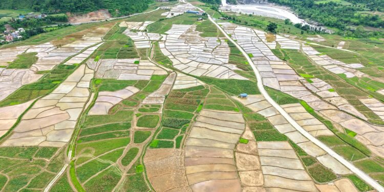 देशभर धमाधम रोपाइँ जारी