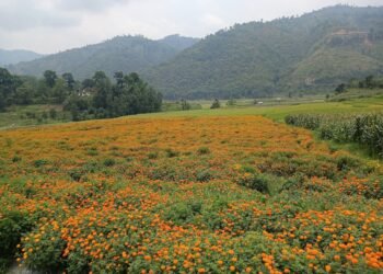 नुवाकोटको कुमारी फाँटमा सयपत्री खेतीले फैलायो सौन्दर्य र सम्भावनाको गन्ध