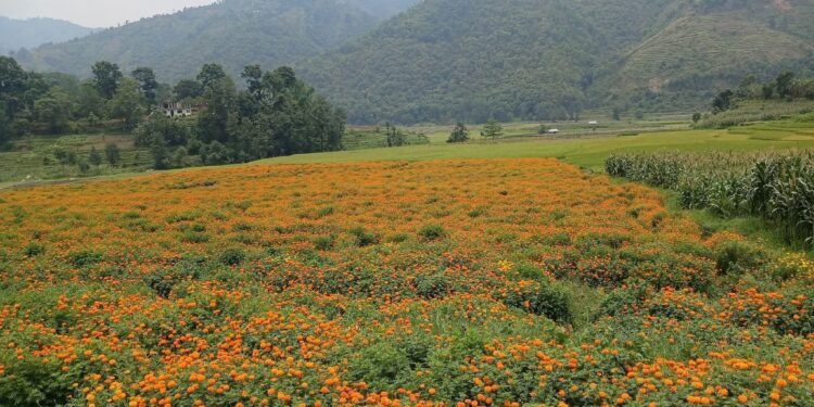 नुवाकोटको कुमारी फाँटमा सयपत्री खेतीले फैलायो सौन्दर्य र सम्भावनाको गन्ध