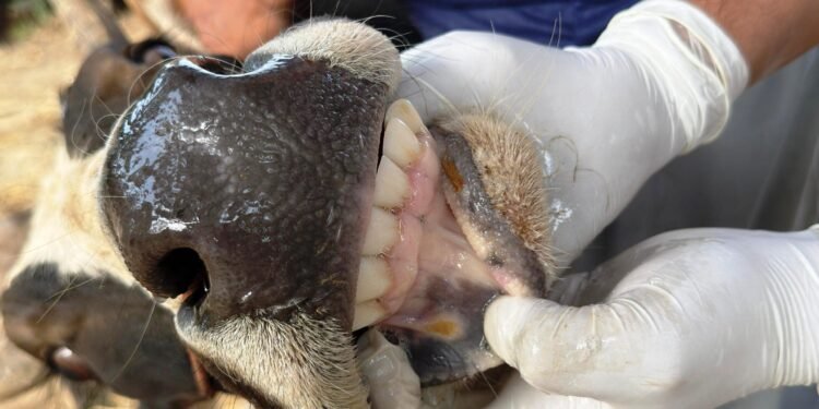 चौपायामा खोरेतरोग सार्ने ‘सेरोटाइप ए’ भाइरस फेला