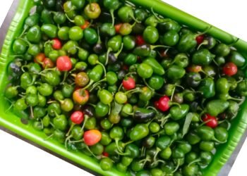 अकबरे खुर्सानीको मूल्य प्रतिकिलो एक हजार !