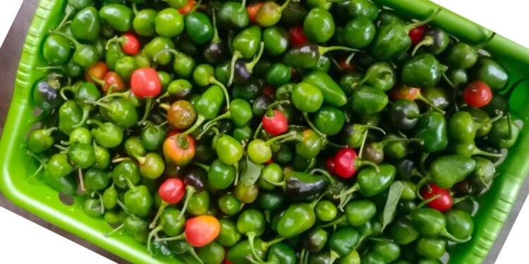 अकबरे खुर्सानीको मूल्य प्रतिकिलो एक हजार !