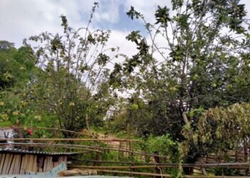 स्याङ्जाको चराङमा फल्यो स्याउ