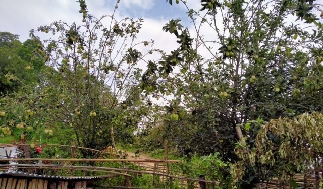 स्याङ्जाको चराङमा फल्यो स्याउ