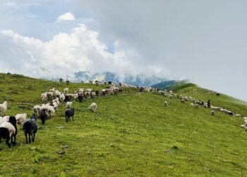 लेक उक्लिए गोठाला