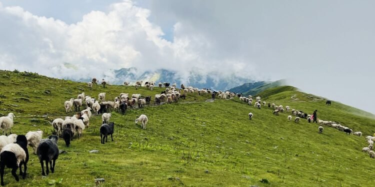 लेक उक्लिए गोठाला