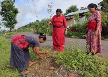 रामकोट सडकमा रुखसँगै उम्रिएको आशा